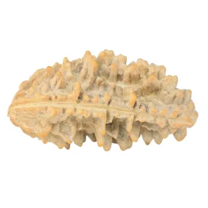 1 Mukhi Rudraksha 39.2mm 6.58gm - Rudraksha back