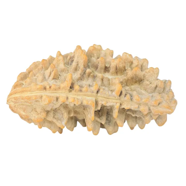 1 Mukhi Rudraksha 39.2mm 6.58gm - Rudraksha back