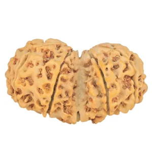 9 MK Gaurishankar 37.6mm 6.56gm - Rudraksha back