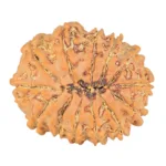 13 Mukhi Rudraksha 25.4mm 4.2gm - Rudraksha back