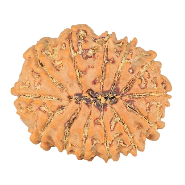 13 Mukhi Rudraksha 25.4mm 4.2gm - Rudraksha back