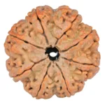 8 Mukhi Rudraksha 32.4mm 8.68gm - Rudraksha back
