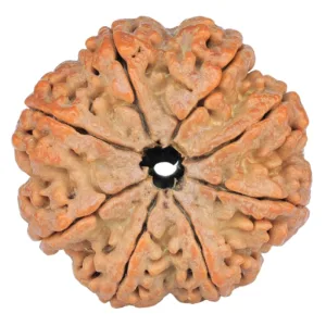 8 Mukhi Rudraksha 32.4mm 8.68gm - Rudraksha back