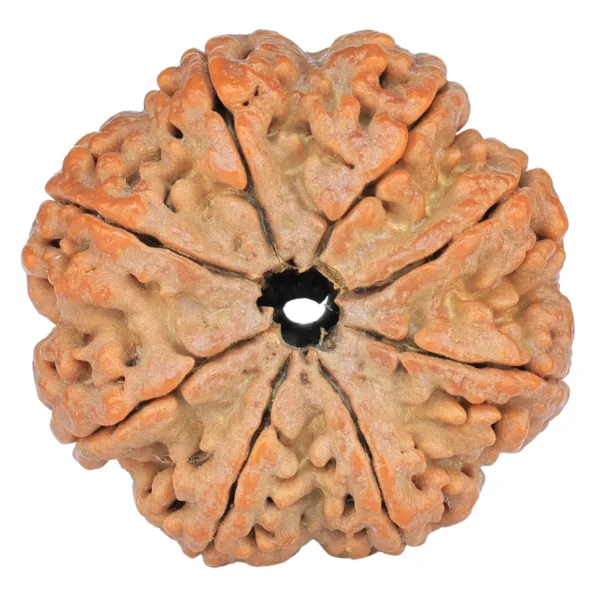 8 Mukhi Rudraksha 32.4mm 8.68gm - Rudraksha back