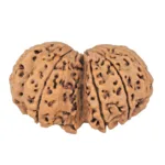 10 Mk Gaurishankar 38.5mm 8.65gm - Rudraksha back