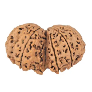 10 Mk Gaurishankar 38.5mm 8.65gm - Rudraksha back