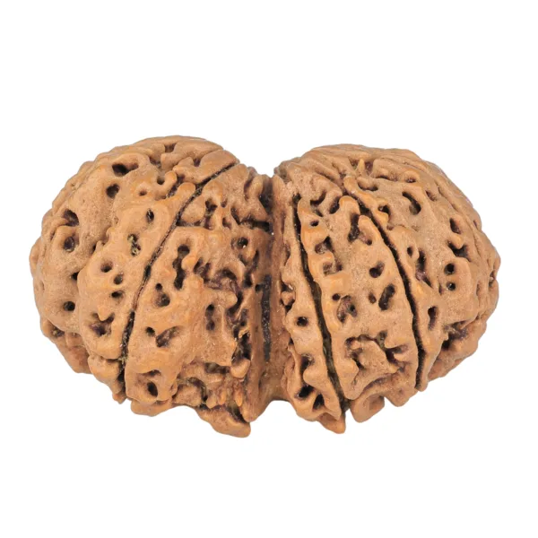 10 Mk Gaurishankar 38.5mm 8.65gm - Rudraksha back