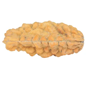 1 Mukhi Rudraksha 32.9mm 4.22gm - Rudraksha back