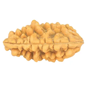 1 Mukhi Rudraksha 34.5mm 4.42gm - Rudraksha back