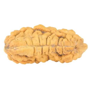 1 Mukhi Rudraksha 33.1mm 4.4gm - Rudraksha back