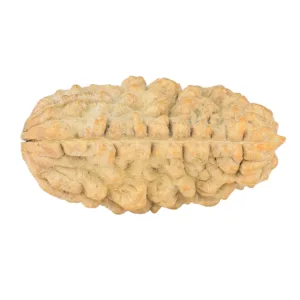 1 Mukhi Rudraksha 34.6mm 5.92gm - Rudraksha back