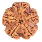 5 Mukhi Rudraksha 29.5mm 8gm - Origin: Nepal - Rudraksha back