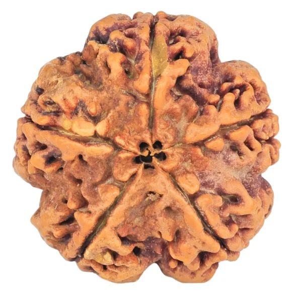 5 Mukhi Rudraksha 29.5mm 8gm - Origin: Nepal - Rudraksha back