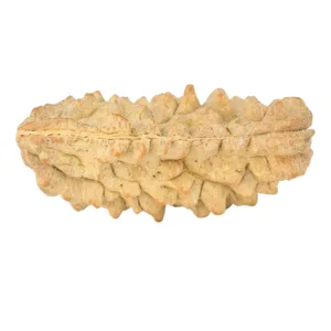 1 Mukhi Rudraksha 38.5mm 5.88gm - Rudraksha back