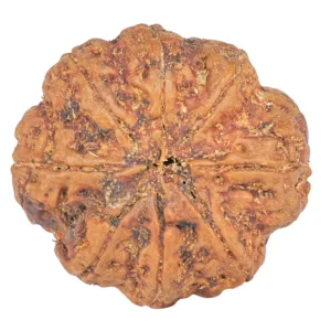 8 Mukhi Rudraksha 27.3mm 6.4gm - Rudraksha back