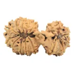17 Mukhi Mini Trijuti 38.3mm 5.49gm - Rudraksha back