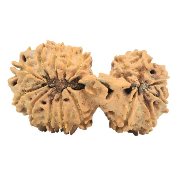 17 Mukhi Mini Trijuti 38.3mm 5.49gm - Rudraksha back