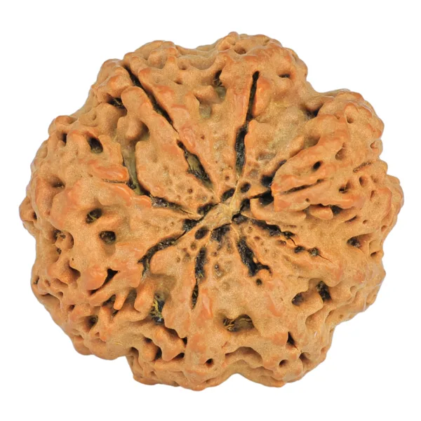 8 Mukhi Rudraksha 31.6mm 8.29gm - Rudraksha back