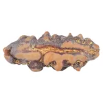 1 Mukhi Rudraksha 18.8mm 0.53gm - Rudraksha back