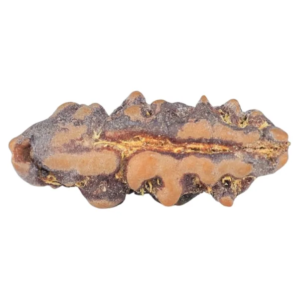 1 Mukhi Rudraksha 18.8mm 0.53gm - Rudraksha back