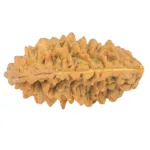 1 Mukhi Rudraksha 36.1mm 5.88gm - Rudraksha back