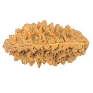 1 Mukhi Rudraksha 36.1mm 5.88gm - Rudraksha back