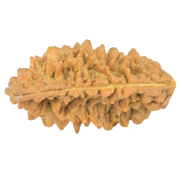1 Mukhi Rudraksha 36.1mm 5.88gm - Rudraksha back