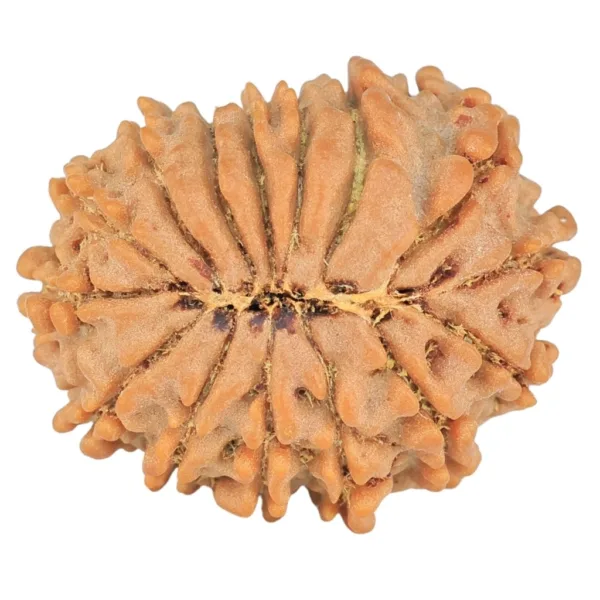 15 Mukhi Rudraksha 22.3mm 2.98gm - Rudraksha back