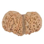 9 MK Gaurishankar 40.3mm 9.81gm - Rudraksha back