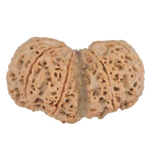 9 MK Gaurishankar 40.3mm 9.81gm - Rudraksha back