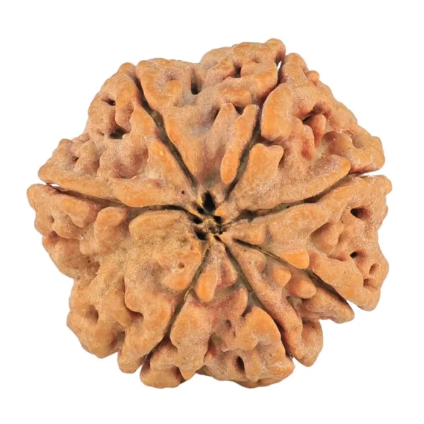 7 Mukhi Rudraksha 28.8mm 7.38gm - Rudraksha back