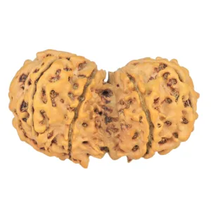 9 MK Gaurishankar 36.7mm 5.7gm - Rudraksha back