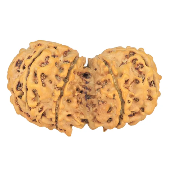 9 MK Gaurishankar 36.7mm 5.7gm - Rudraksha back