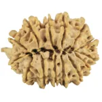 14 Mukhi Ganesh 29.3mm 5.43gm - Rudraksha back