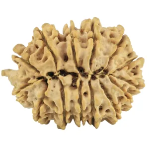 14 Mukhi Ganesh 29.3mm 5.43gm - Rudraksha back