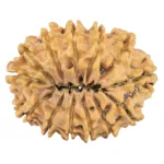 13 Mukhi Rudraksha 32mm 5.82gm - Rudraksha back