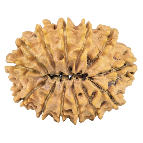 13 Mukhi Rudraksha 32mm 5.82gm - Rudraksha back