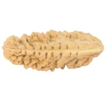1 Mukhi Rudraksha 34.8mm 4gm - Rudraksha back