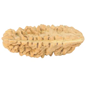 1 Mukhi Rudraksha 34.8mm 4gm - Rudraksha back