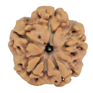 1MK(Underdeveloped) 21.2mm 3.3gm - Origin: Nepal - Rudraksha back