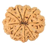 9 Mukhi Rudraksha 34.9mm 9.93gm - Origin: Nepal - Rudraksha back