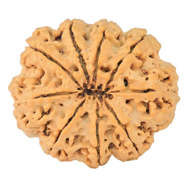 9 Mukhi Rudraksha 34.9mm 9.93gm - Origin: Nepal - Rudraksha back
