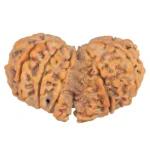 11 Mukhi Rudraksha 37.6mm 7gm - Rudraksha back