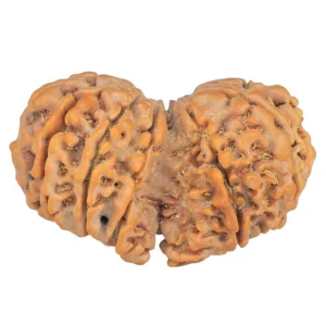 11 Mukhi Rudraksha 37.6mm 7gm - Rudraksha back