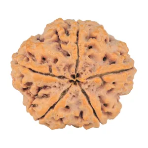 5 Mukhi Rudraksha 30.3mm 8.3gm - Rudraksha back