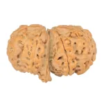 7 Mukhi G.S & Ganesh 30.3mm 5.13gm - Rudraksha back