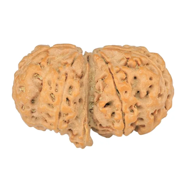 7 Mukhi G.S & Ganesh 30.3mm 5.13gm - Rudraksha back