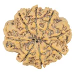 8 Mukhi Rudraksha 31.6mm 7.16gm - Rudraksha back