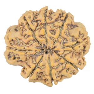 8 Mukhi Rudraksha 31.6mm 7.16gm - Rudraksha back