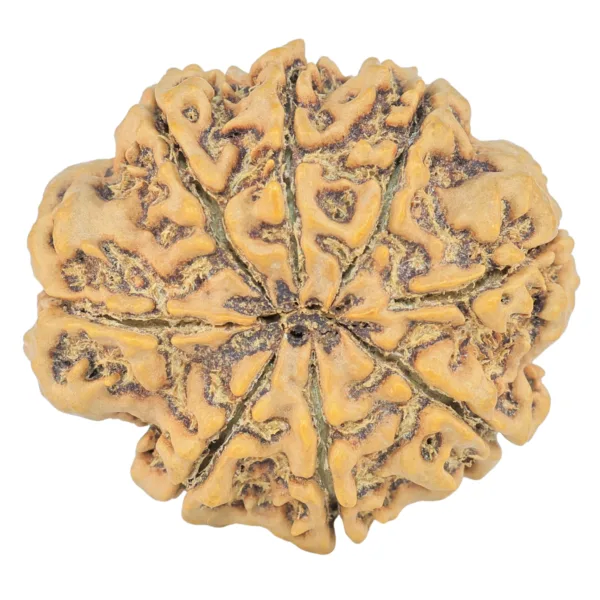 8 Mukhi Rudraksha 31.6mm 7.16gm - Rudraksha back